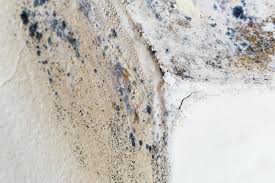 Best Mold Prevention Services  in Mitchellville, MD